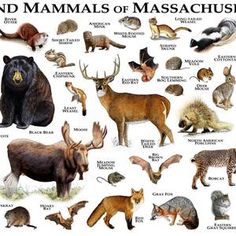 an illustrated map of the land mammals of maine, with names and pictures on it