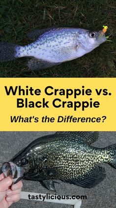 Differences Between Black Crappie vs White Crappie | white crappie vs black crappie taste | white crappie vs black crappie size | refreshing spring recipes | quick lunch recipes | dinner ideas | easy dinner recipe | healthy dinner recipe Crappie Rigs, Black Crappie, Bank Fishing, Crappie Fishing Tips, Crappie Jigs, How To Fish, Bank Check, Bass Fishing Tips, Walleye Fishing