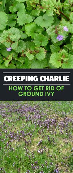 purple flowers growing in the grass with text overlay reading creeping charlie how to get rid of ground ivy