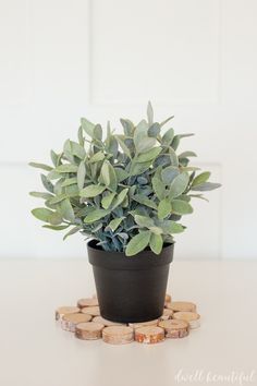 a small potted plant sitting on top of a white table next to some rocks