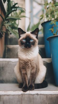 How to Tell if Your Cat is a Siamese Mix: Ways to Identify a Siamese Cat Heritage Simease Cats Siamese, Siamese Mix Cats, Siamese Cats Aesthetic, Simease Cats, Colorpoint Cat, Siam Cat, Cat Breeds Siamese, Blue Point Siamese, Cats Siamese