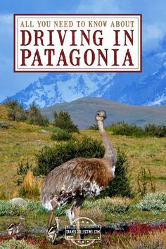 an ostrich walking in the grass with mountains in the background and text that reads, all you need to know about driving in patagonia