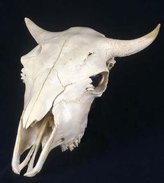 an animal's skull is shown against a black background