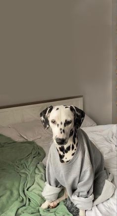 a dalmatian dog sitting on top of a bed wearing a gray shirt with black spots