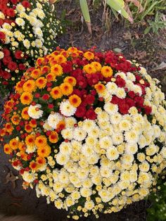 many different colored flowers in a garden