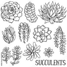 succulents hand drawn in black and white