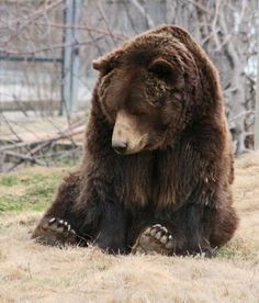 a large brown bear sitting on top of a dry grass covered field next to a forest