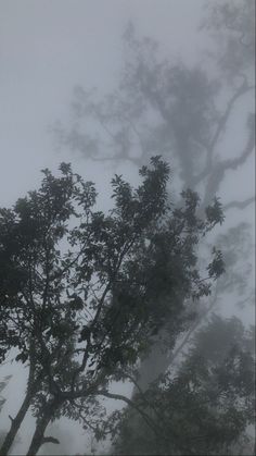 trees in the fog on a cloudy day