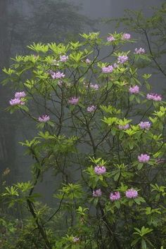 purple flowers are blooming in the foggy forest