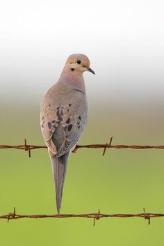 a bird sitting on top of a barbed wire fence