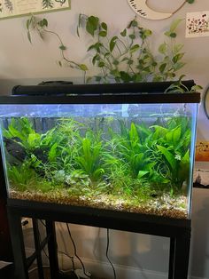 Fish Tank Decorations, Aquatic Plants, Betta Fish, Fish Tank, Fish