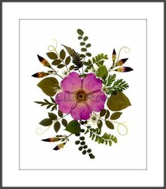 a pink flower surrounded by green leaves on a white background in a black framed frame