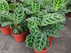 several potted plants with green and white leaves