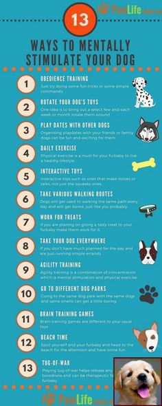 a poster with instructions on how to train your dog