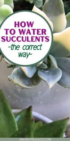 succulents with the text how to water succulents the correct way