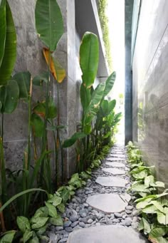 a stone path between two buildings with plants growing on the sides and in between them