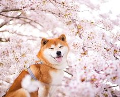 a dog sitting in the middle of a tree with pink flowers on it's branches