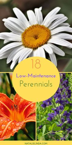 Low Maintenance Perennials, Summer Gardening, Low Maintenance Garden, Wildflower Garden, Flowers Wallpaper, Garden Care, Perennial Garden, Flowers Perennials