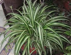 a large green plant sitting in a pot on top of a tile floor next to other plants