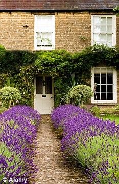 lavender garden in front of an old brick house with white windows and door surrounded by greenery