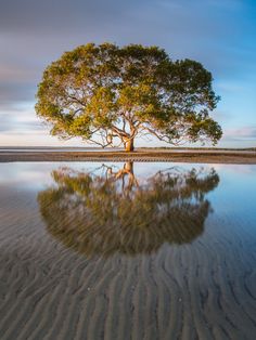 a lone tree is reflected in the water