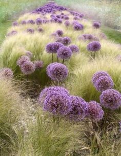 happy birthday card with purple flowers and grass