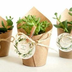 three small flower pots with succulents wrapped in twine and tied together