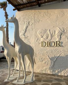 two white giraffes are standing in front of a sign that says dior