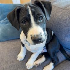 a black and white dog sitting on top of a gray couch next to a blue pillow