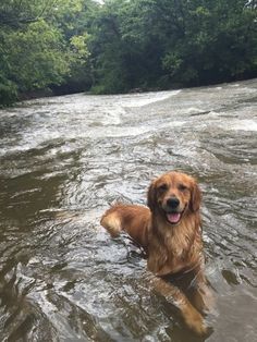 a golden retriever is swimming in the river