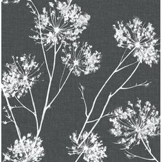 black and white photograph of wildflowers against a dark gray background, with the stems in full bloom