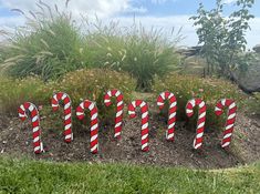 some candy canes that are in the dirt