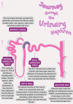 the anatomy of an animal's body and its functions infographicly displayed on a piece of paper