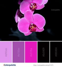 the color palette is pink and black with purple orchids on it's petals