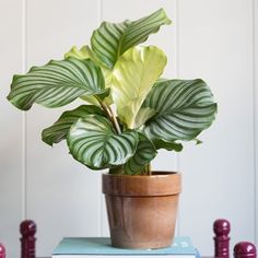 a potted plant sitting on top of a stack of books