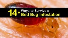 14+ Ways to Survive a Bed Bug Infestation Homemade Insecticide, Bed Bug Trap, Homemade Beds, Bug Spray Recipe, Bug Trap, Kill Bed Bugs