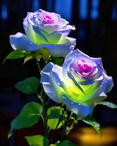 three roses with water droplets on them in front of a black background and green leaves