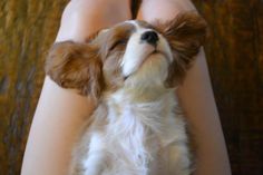 a small brown and white dog laying on top of a person's legs with its head up