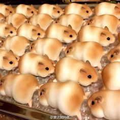 there are many little hamsters in the pans with ice cubes on them