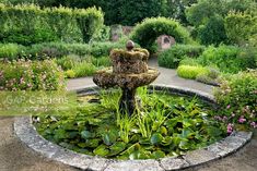 a fountain surrounded by water lilies in a garden