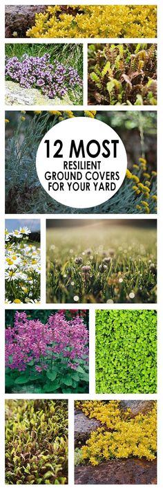 twelve different plants with the words 12 most ground cover for your yard in white letters