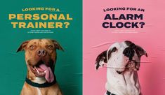 two dogs with their mouths open looking for a personal trainer?