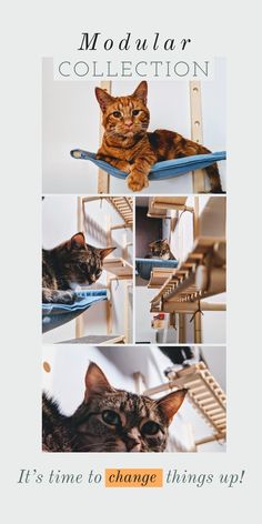 a cat laying on top of a wooden chair next to a wall with the caption modular collection it's time to change things up