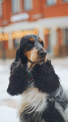 Спаниель кокер спаниель английский кокер спаниель собака
Spaniel English Cocker spaniel dog English Springer, Water Dog