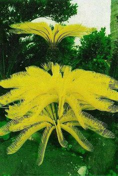 a yellow flower in the middle of some trees