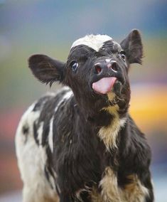 a black and white cow sticking its tongue out