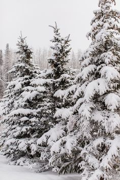 snow covered evergreen trees in the woods on a cloudy day