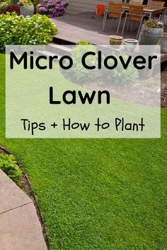 a lawn with the words micro clover lawn tips and how to plant it in front