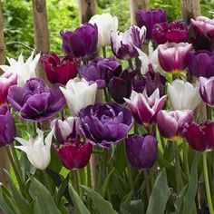 many purple and white tulips are growing in the garden