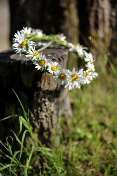 some daisies are growing out of an old log